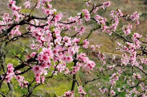 [德阳]松林桃花